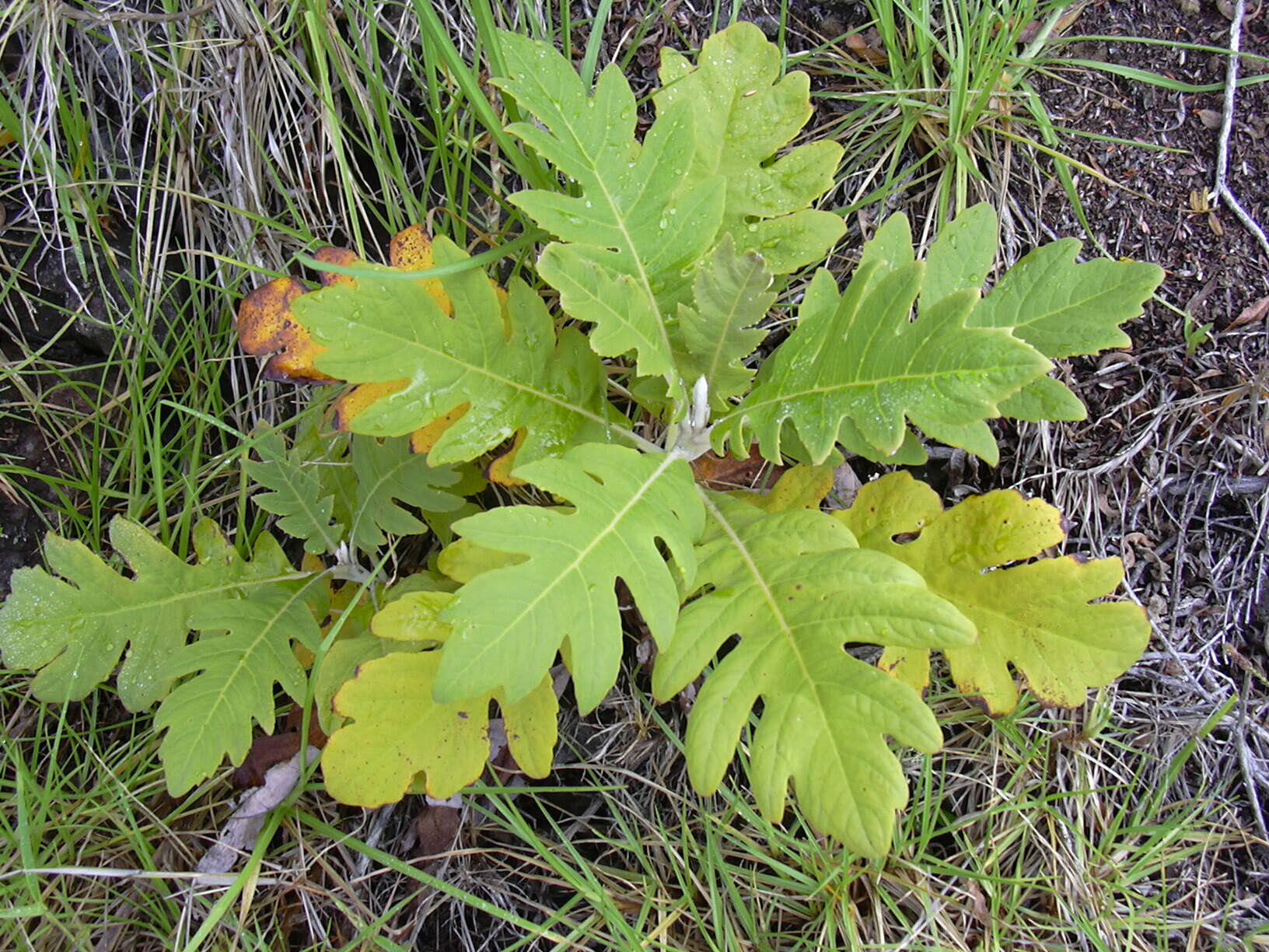 Image of parrotweed