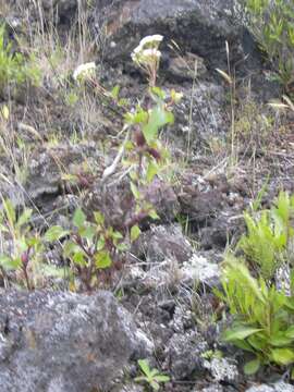 صورة Ageratina adenophora (Spreng.) R. King & H. Rob.