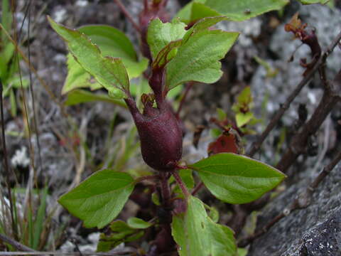 Image of sticky snakeroot