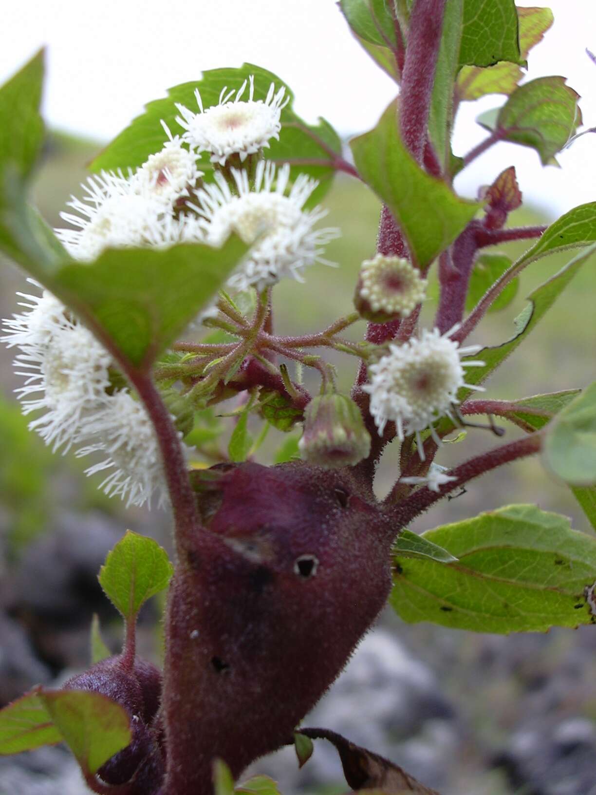 Image of sticky snakeroot