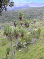 Plancia ëd Dracaena rockii (H. St. John) Jankalski