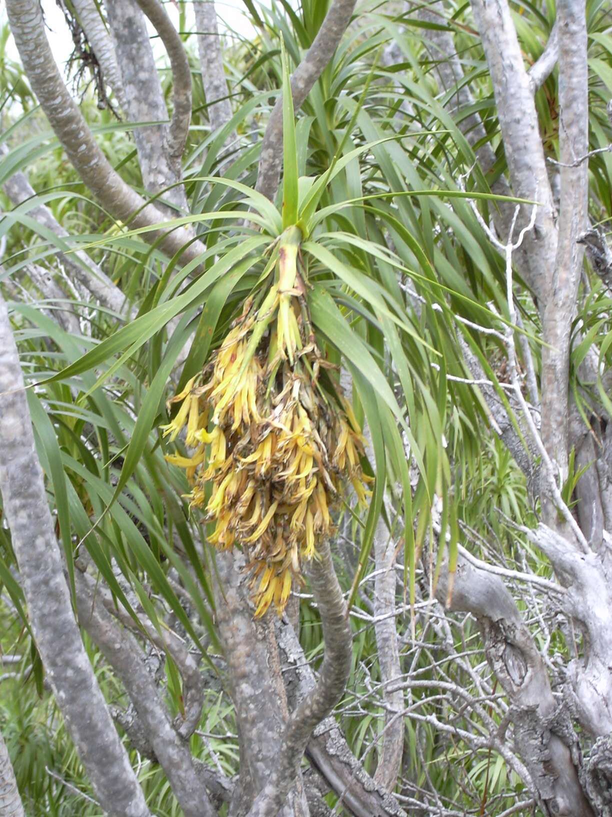 Plancia ëd Dracaena rockii (H. St. John) Jankalski