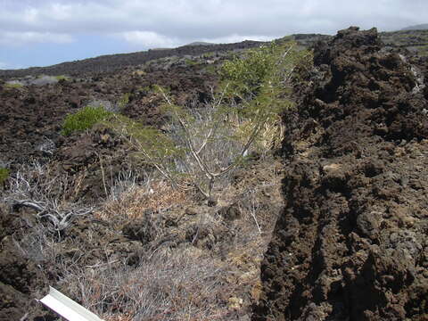 Image of Oahu riverhemp