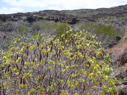 Image of Gaudichaud's senna