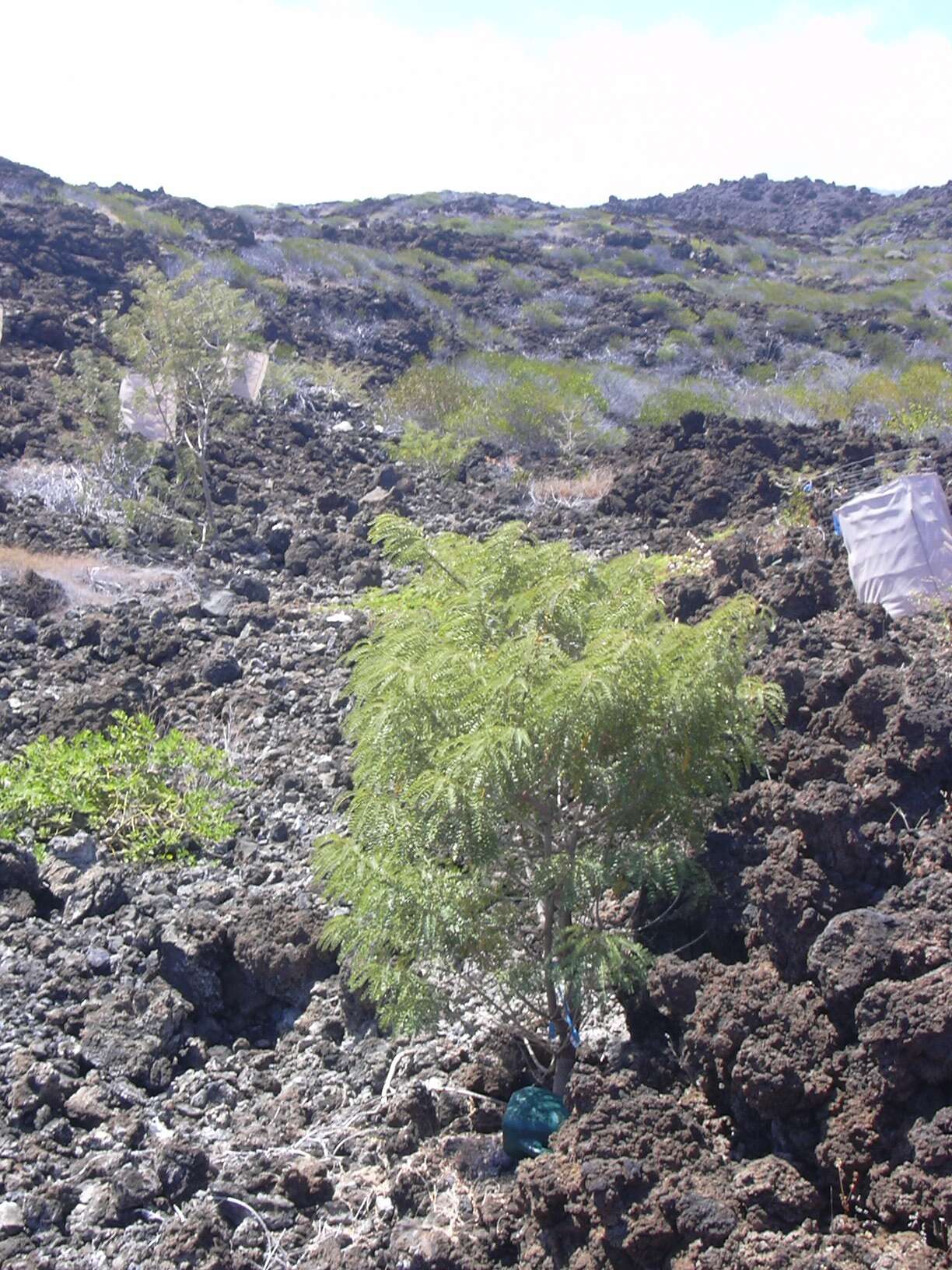 Image of Oahu riverhemp