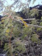 Image of Oahu riverhemp