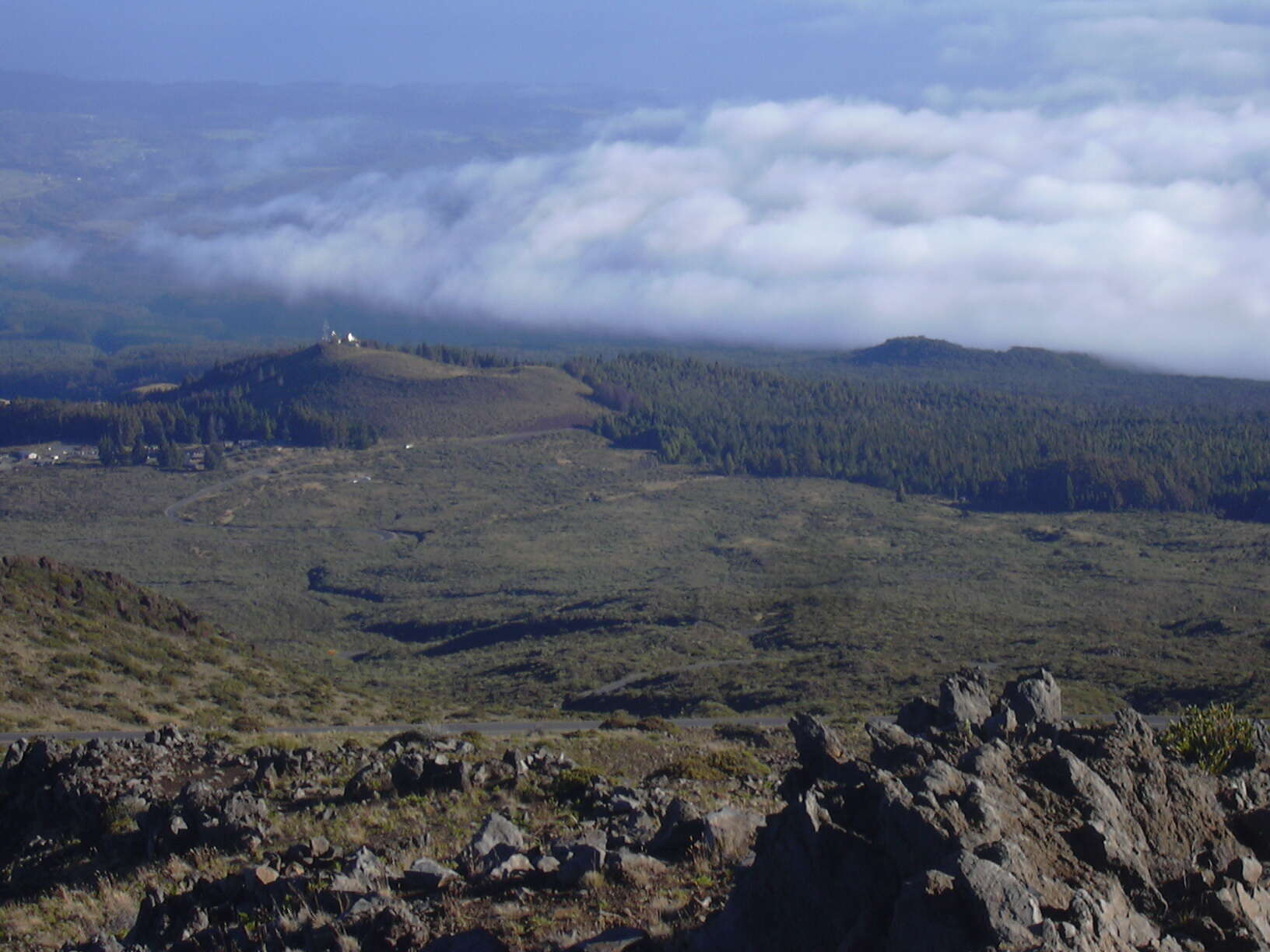 Image of Haleakala sandalwood