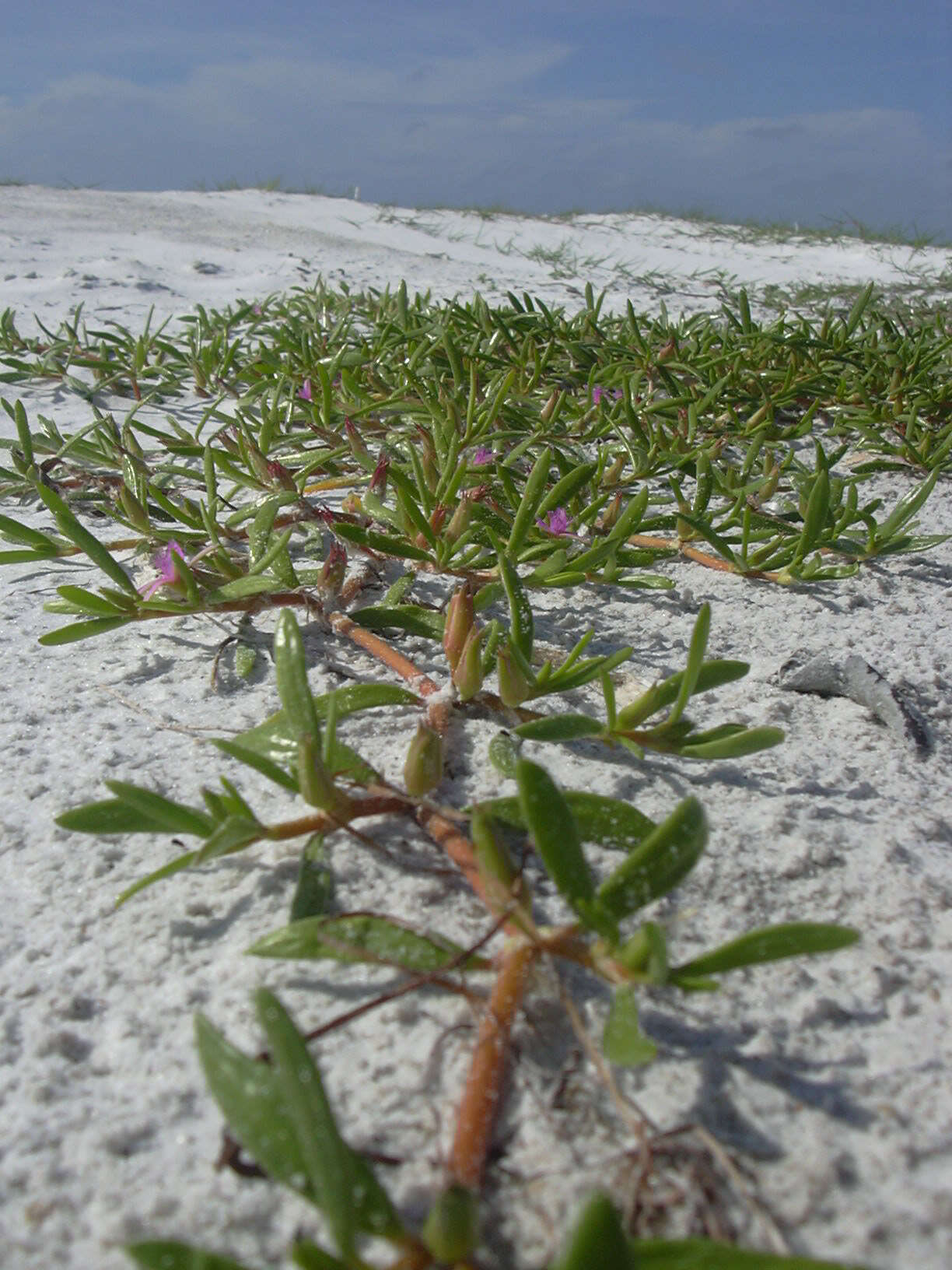 Image of shoreline seapurslane