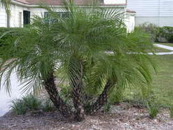 Image of pygmy date palm