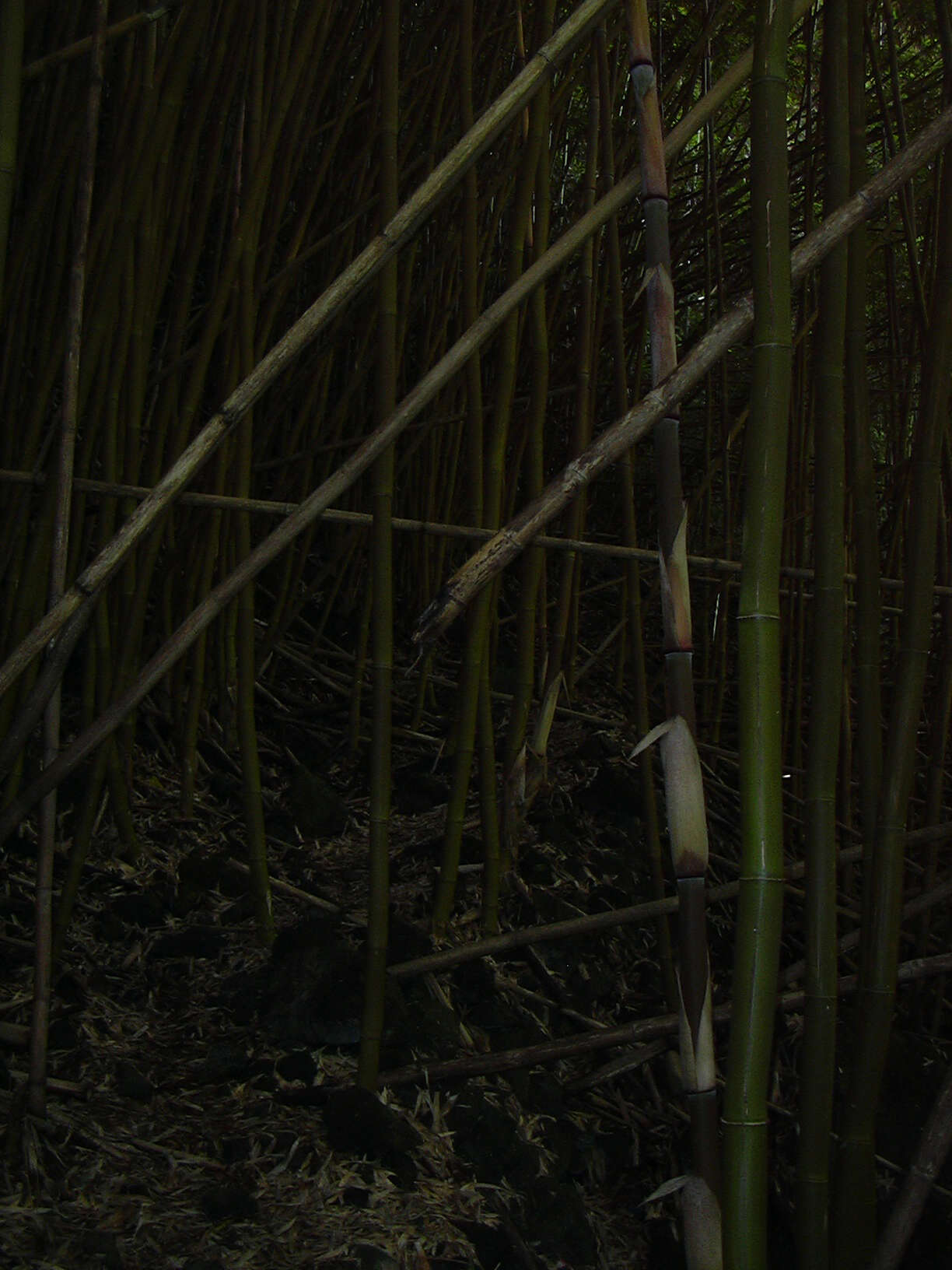 Image of black bamboo