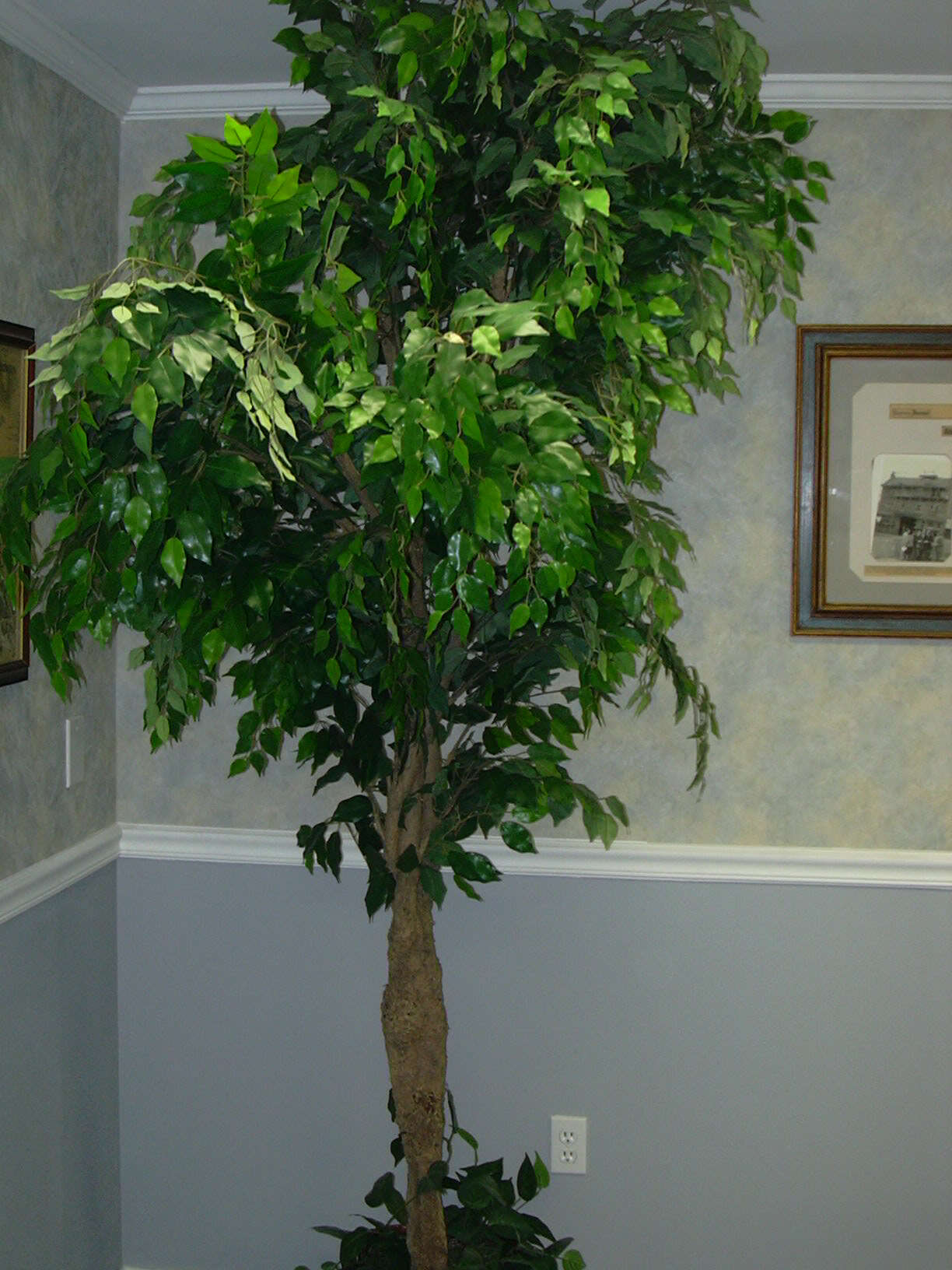 Imagem de Ficus benjamina L.