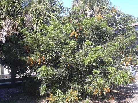 Image of Dwarf Umbrella Tree