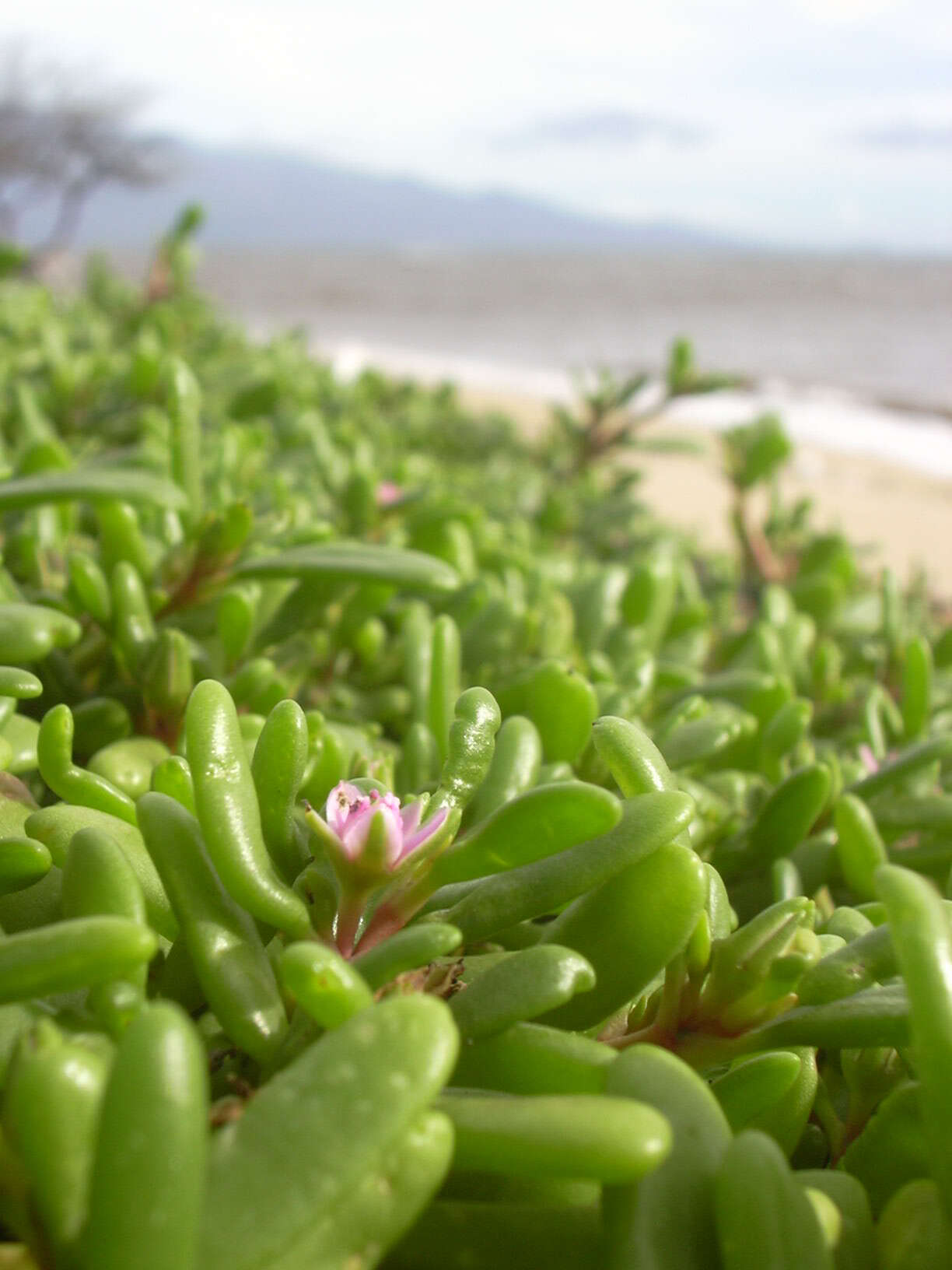 Plancia ëd Sesuvium portulacastrum (L.) L.