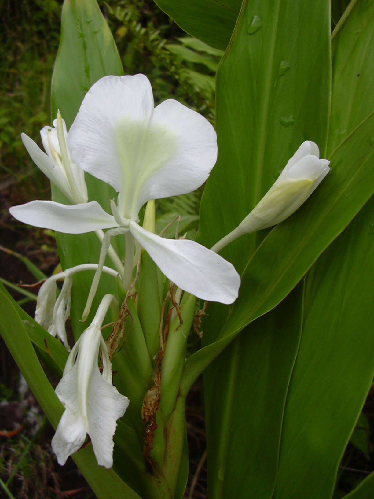 Imagem de Hedychium coronarium J. Koenig