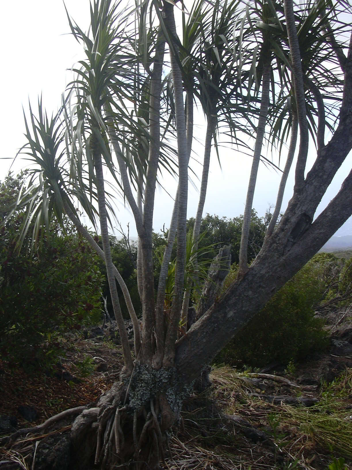 Plancia ëd Dracaena rockii (H. St. John) Jankalski