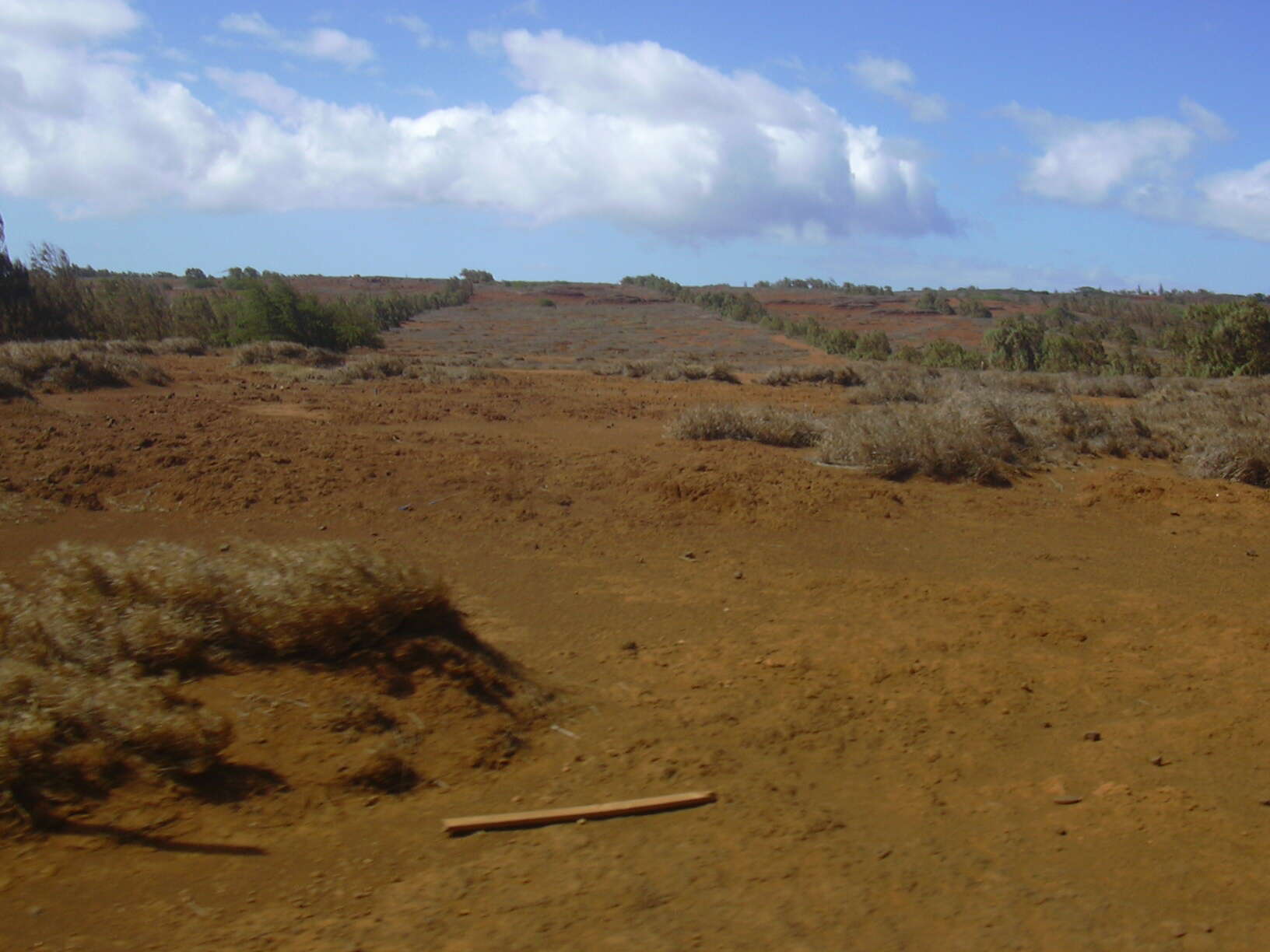 Image of Athel tamarisk