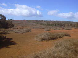 Image of Athel tamarisk