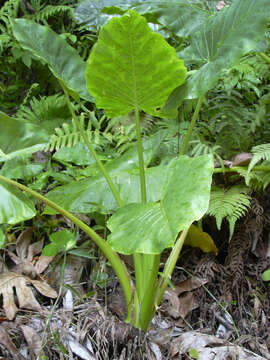 Imagem de Alocasia macrorrhizos (L.) G. Don