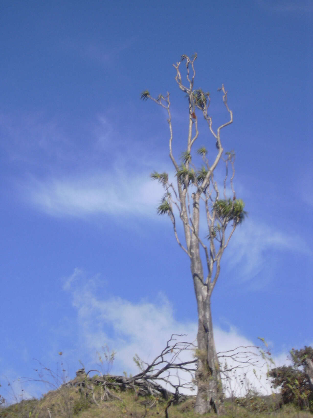 Plancia ëd Dracaena rockii (H. St. John) Jankalski