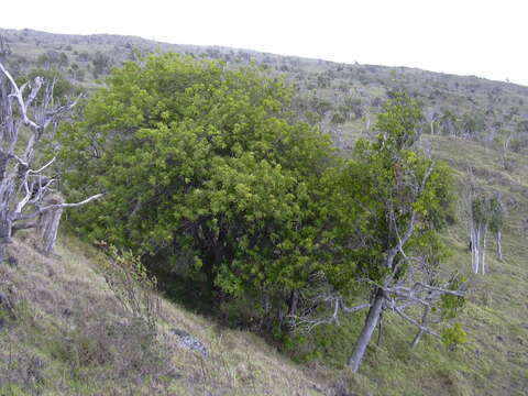 Image of Brazilian Peppertree