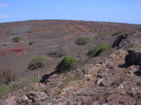 Image of Athel tamarisk