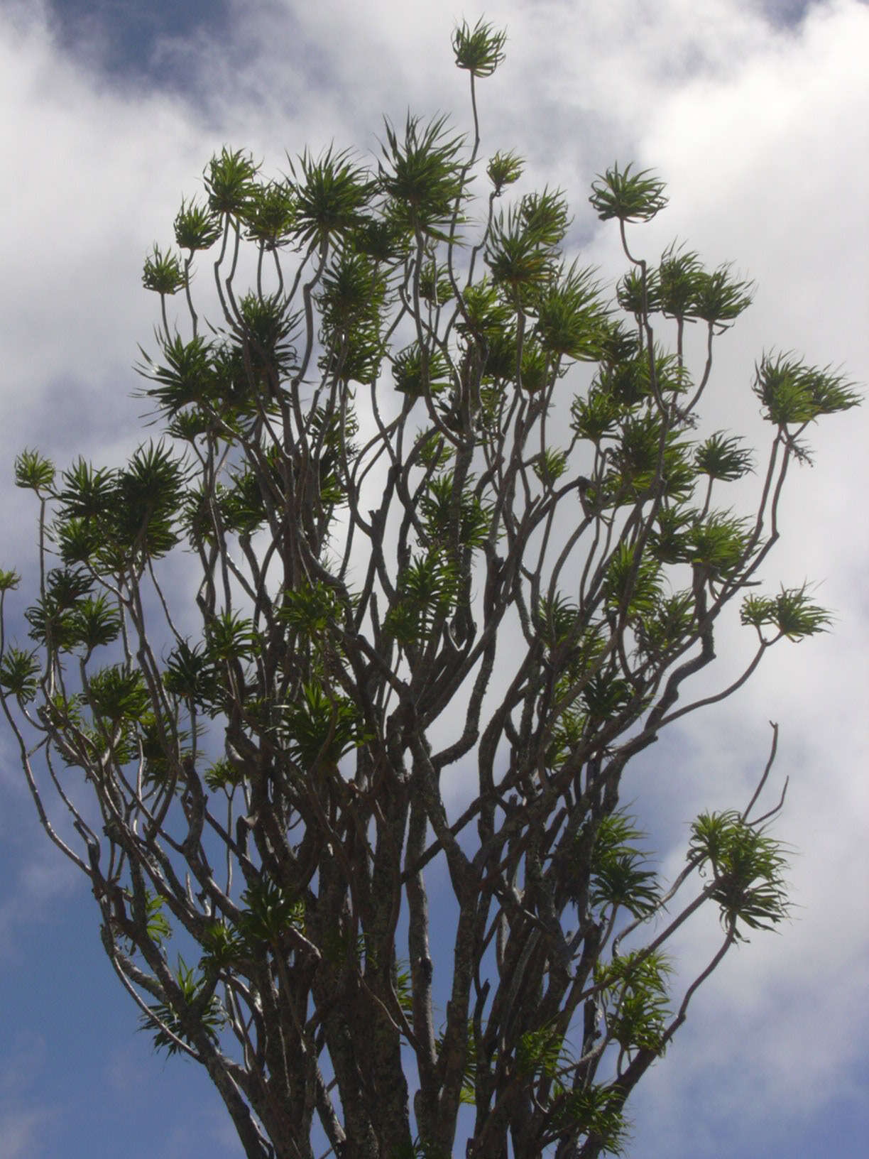 Plancia ëd Dracaena rockii (H. St. John) Jankalski