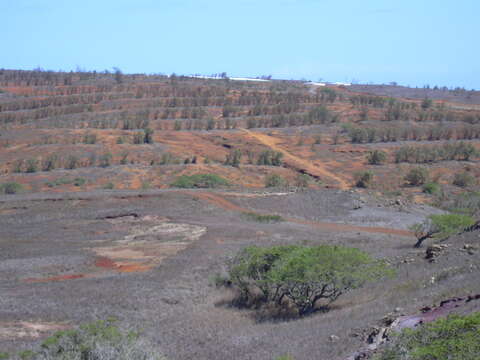 Image of Athel tamarisk