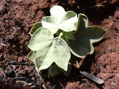 Image of Hawai'ian cotton