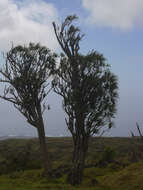 Plancia ëd Dracaena rockii (H. St. John) Jankalski