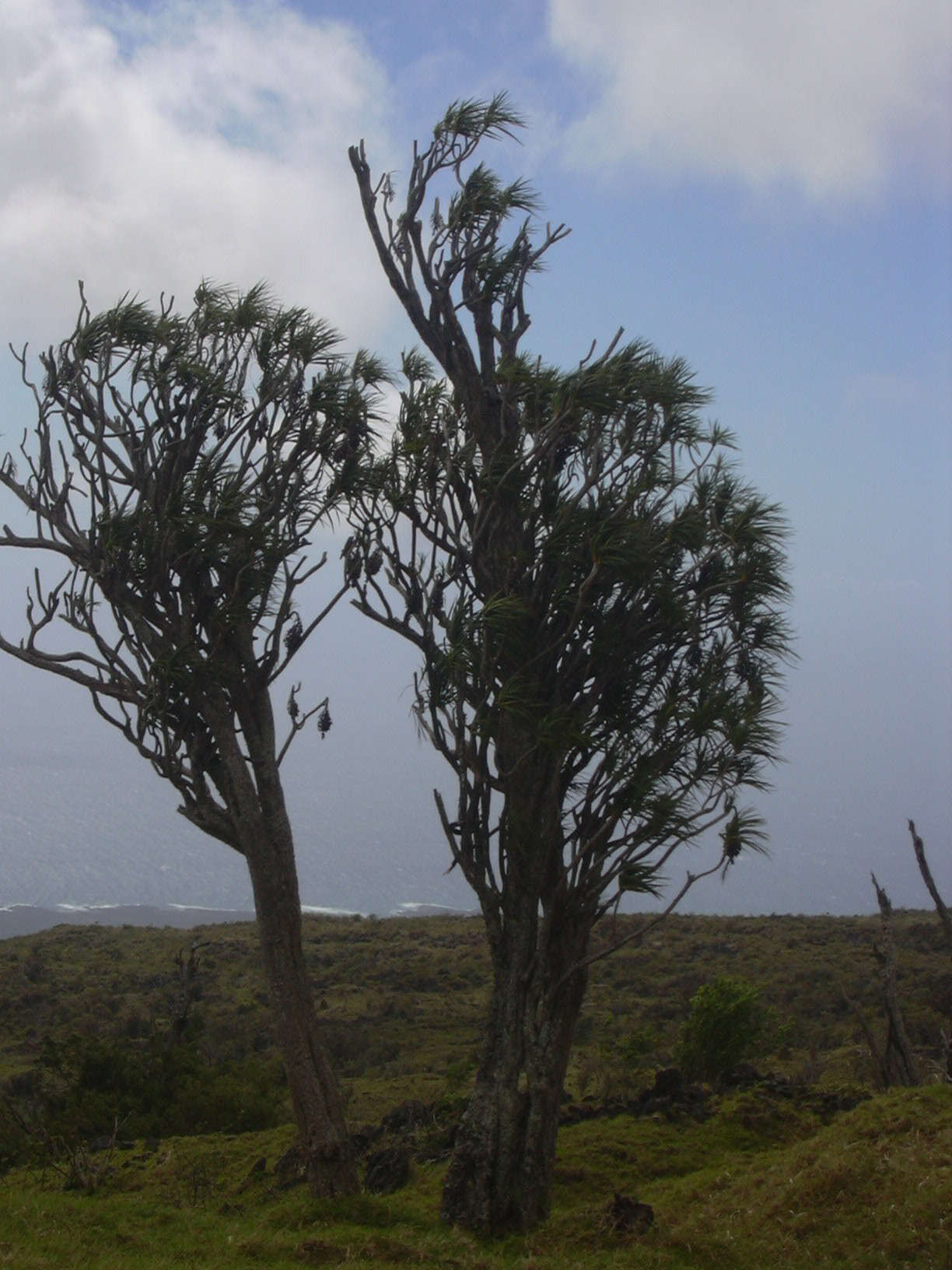 Plancia ëd Dracaena rockii (H. St. John) Jankalski