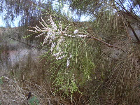 Image of Athel tamarisk