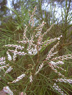 Image of Athel tamarisk