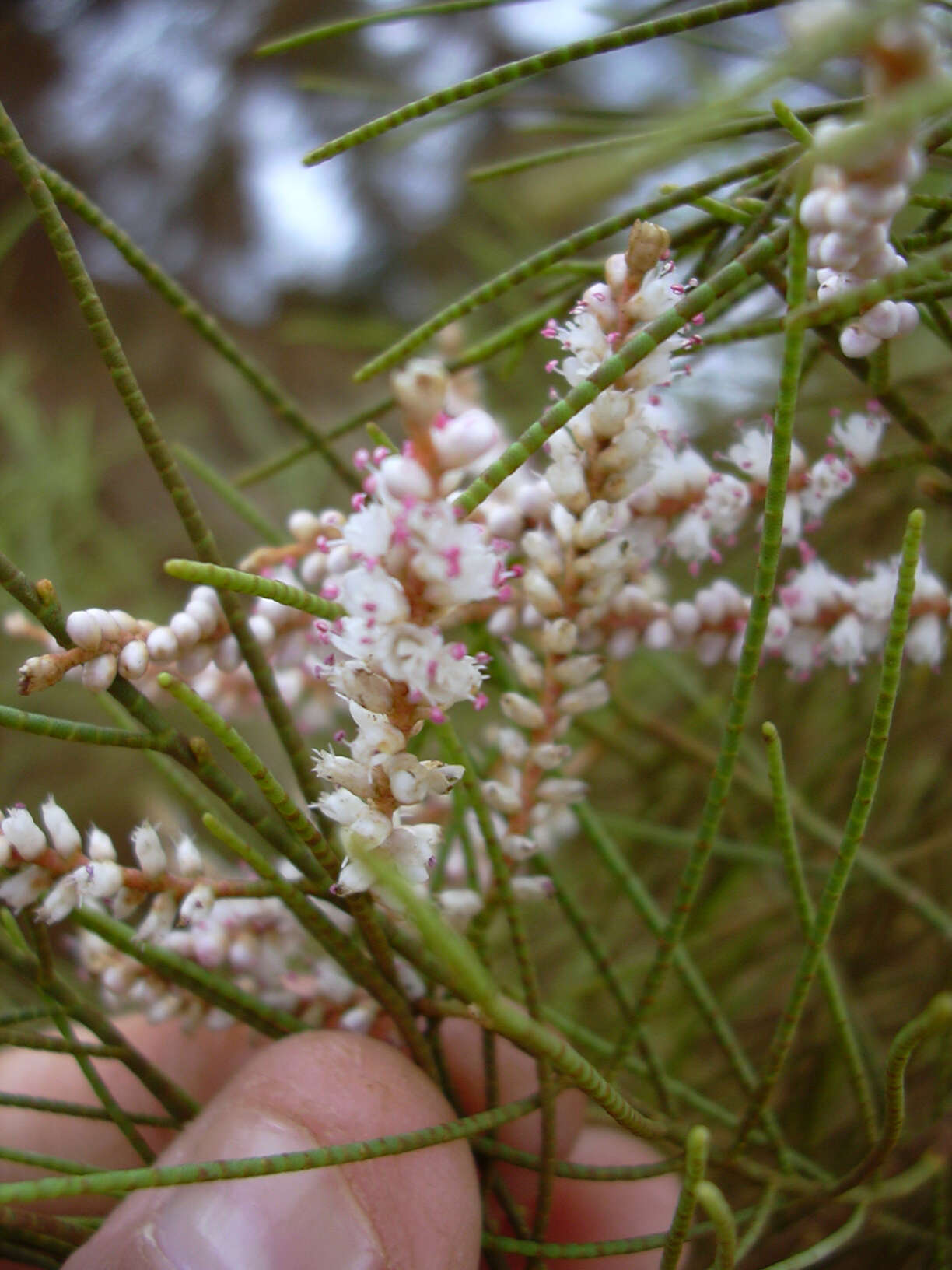 Image of Athel tamarisk