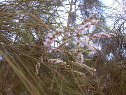 Image of Athel tamarisk