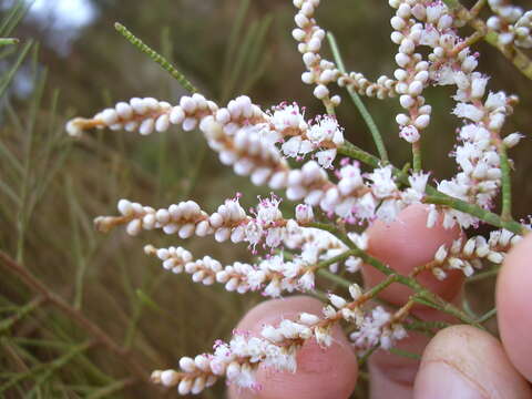 Image of Athel tamarisk