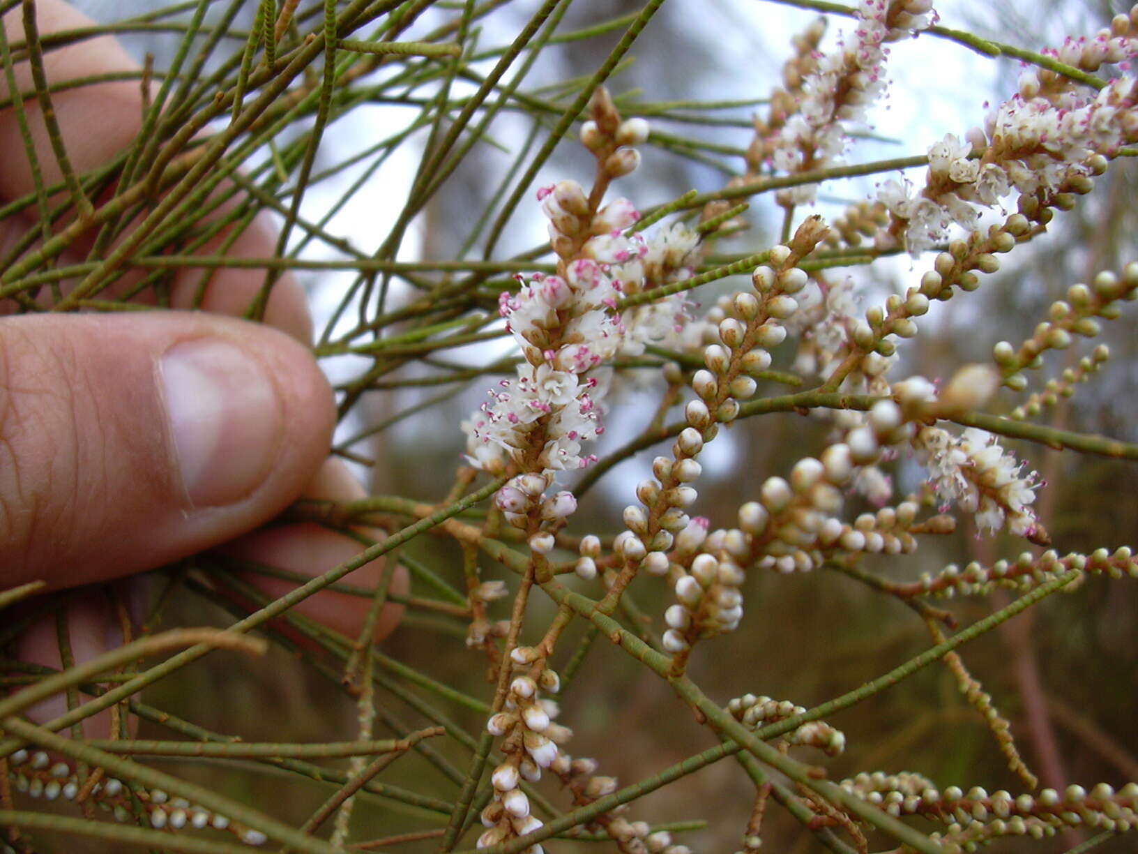 Image of Athel tamarisk