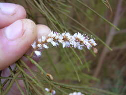 Image of Athel tamarisk