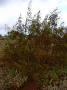 Image of Athel tamarisk