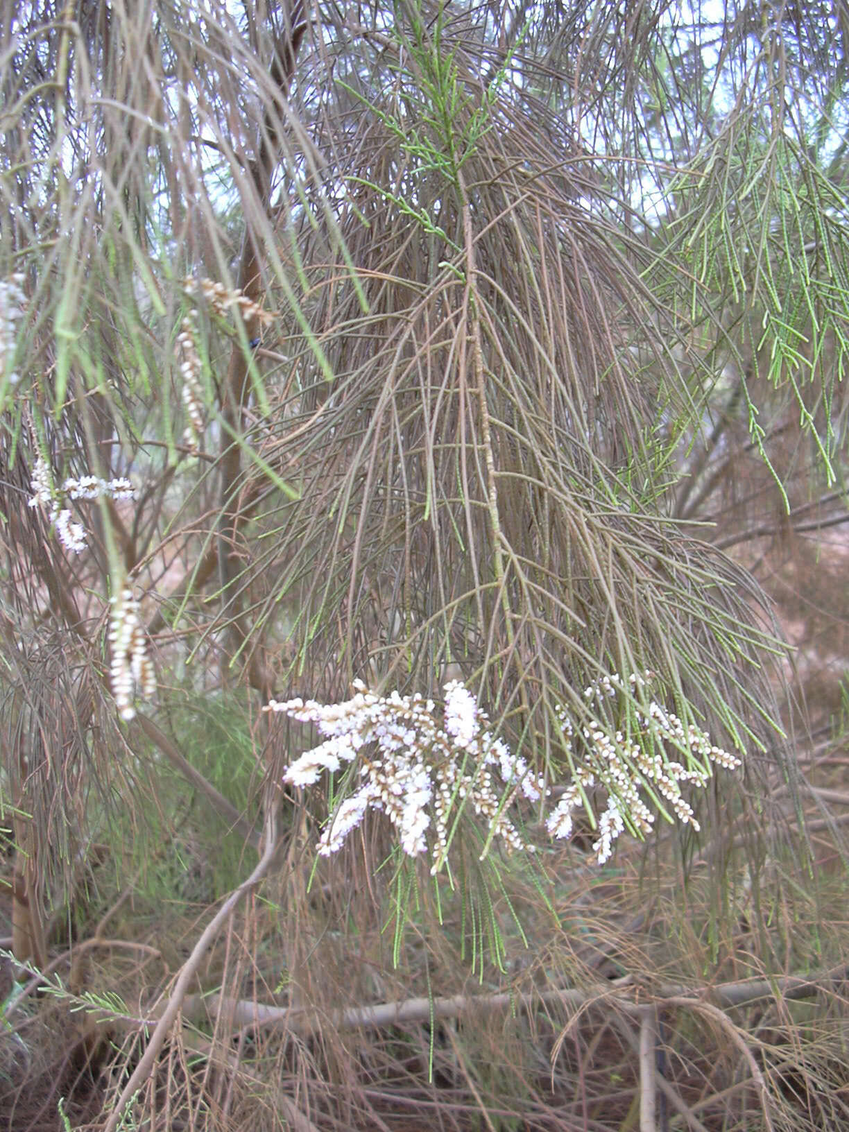 Image of Athel tamarisk