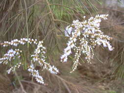 Image of Athel tamarisk