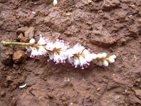 Image of Athel tamarisk