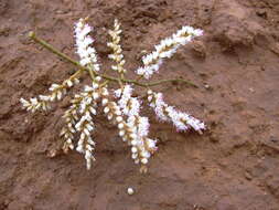 Image of Athel tamarisk