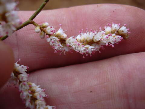 Image of Athel tamarisk