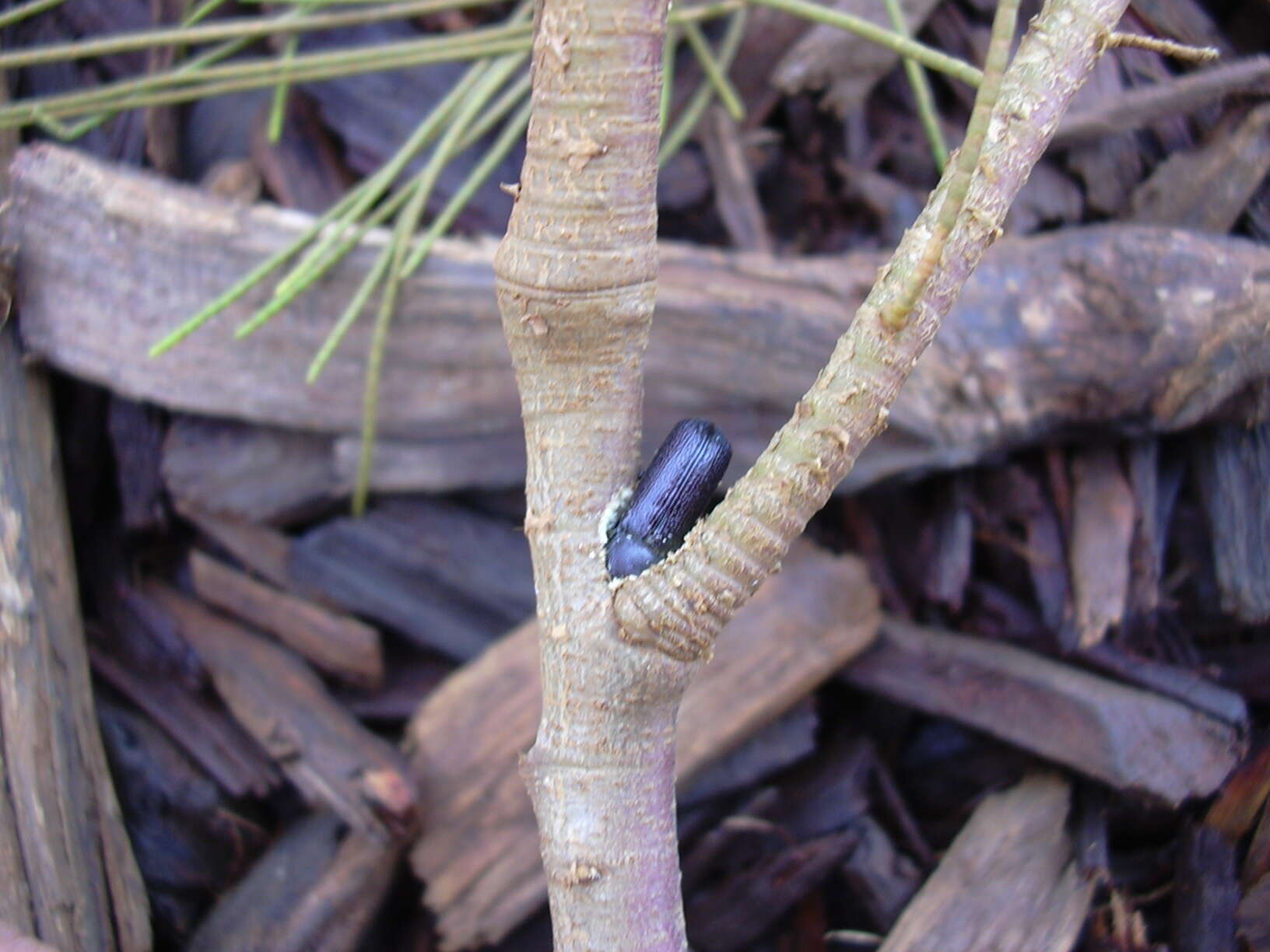 Image of Athel tamarisk