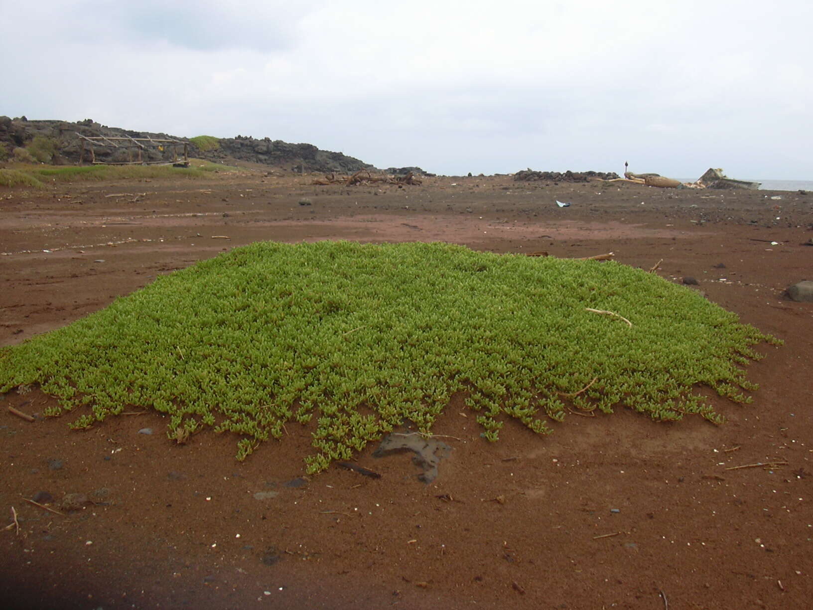 Image of shoreline seapurslane