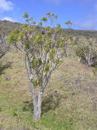 Plancia ëd Dracaena rockii (H. St. John) Jankalski