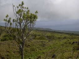 Plancia ëd Dracaena rockii (H. St. John) Jankalski