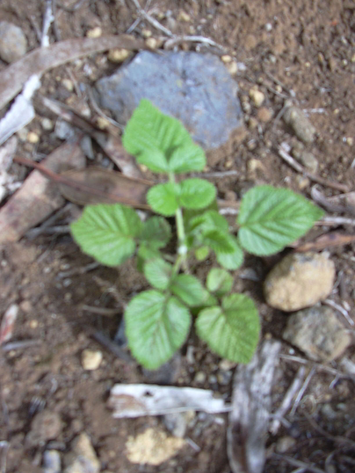 Image of Mysore raspberry