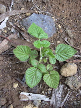 Image de Rubus niveus Thunb.