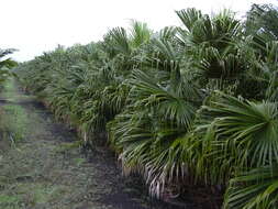 Image of fountain palm